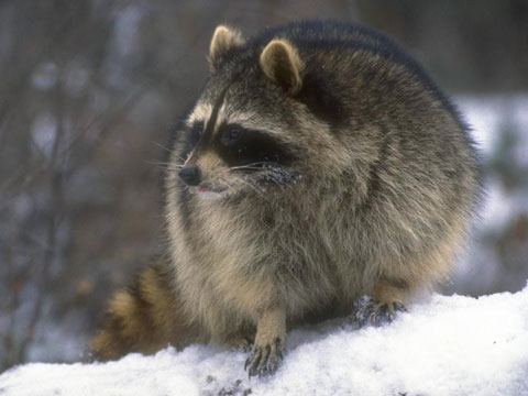 Learn the steps to diagnose, treat, and prevent rabies from affecting your loved one. http://bit.ly/WZ2gq8 022117270156741142 Learn the steps to diagnose, treat, and prevent rabies from affecting your loved one. http://bit.ly/WZ2gq8