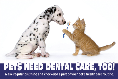 Image result for dental pets